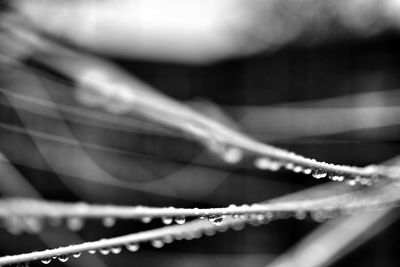 Close-up of water drops on leaf