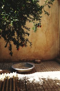 View of potted plants against wall