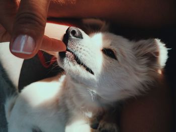 Close-up of hand biting puppy