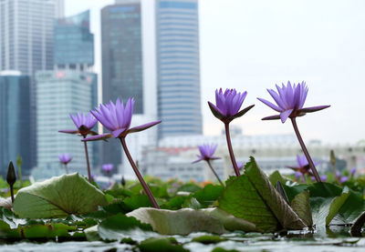Close-up of pink lotus water lily