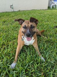 Portrait of dog on field