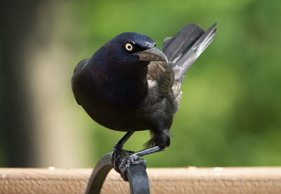 Yellow eyes on a black bird