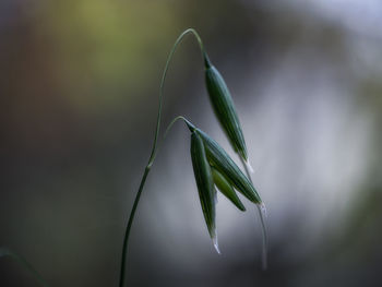 Close-up of plant