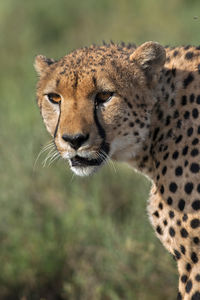 Close-up of giraffe