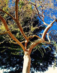 Low angle view of trees