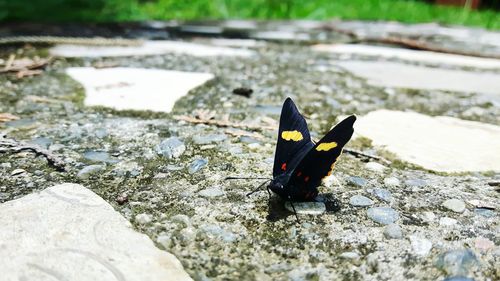 Butterfly perching on leaf