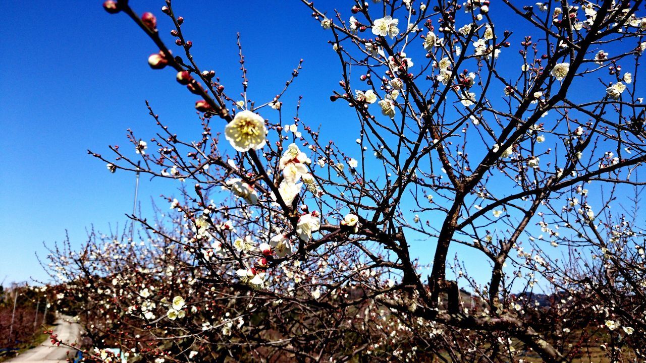 LOW ANGLE VIEW OF CHERRY BLOSSOMS AGAINST SKY