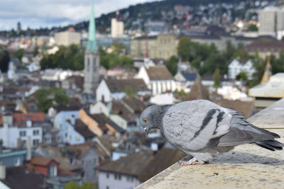 High angle view of pigeon perching on roof