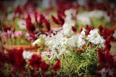 Close-up of white flowering plants on field