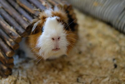 Close-up of guinea pig 