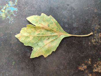 High angle view of maple leaf