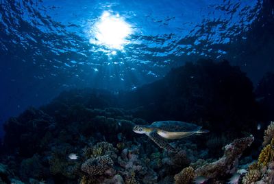 View of turtle swimming against corals