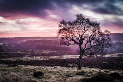 Bare trees on field against cloudy sky