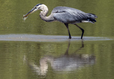Blue heron catches an early afternoon snack.