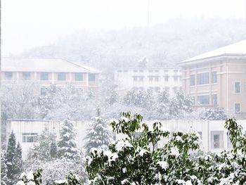 Houses and trees by plants during winter