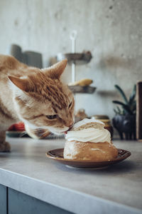 Cat licking whipped cream from bun