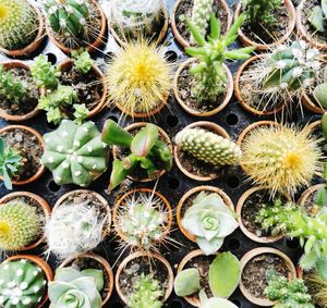 Full frame shot of succulent plants
