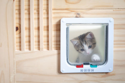 Scottish straight tabby classic kitten wait and look at petdoor from outside of room