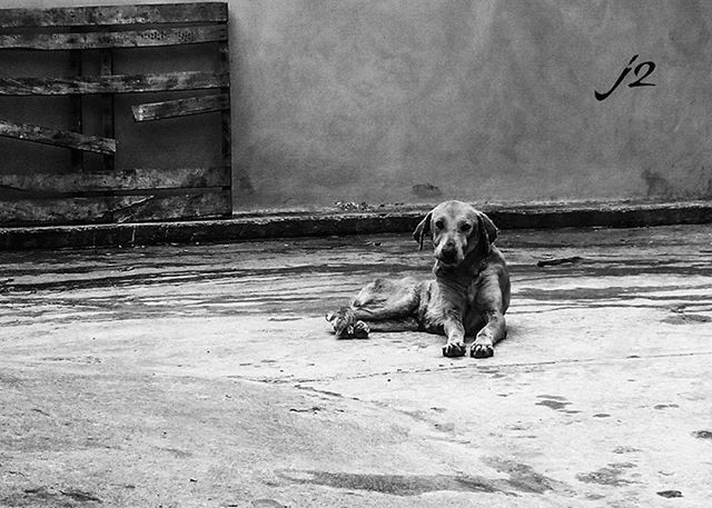 animal themes, one animal, mammal, domestic animals, dog, pets, full length, day, two animals, outdoors, street, beach, side view, built structure, sand, walking, animals in the wild, nature, no people, sitting