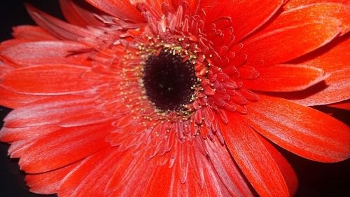 Close-up of fresh red hibiscus blooming outdoors