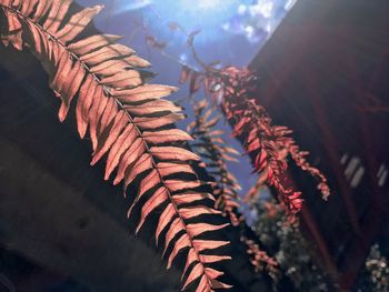 Close-up of autumn leaves against sky