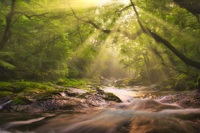 Beautiful light awns of kikuchi valley