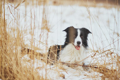 Close-up portrait of dog - border collie - in winter