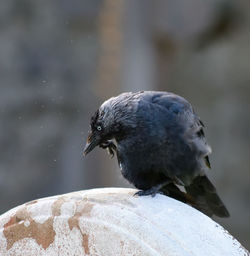 Close-up of bird perching on water