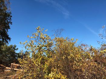 Low angle view of trees against blue sky