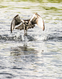 Ducks in a lake