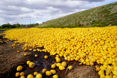 Close-up of yellow flowering plants on field against sky