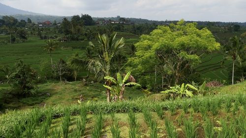 Plants growing on field against sky