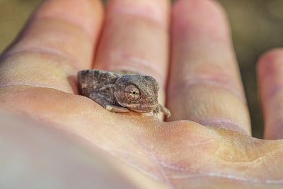 Close-up of human hand holding lizard