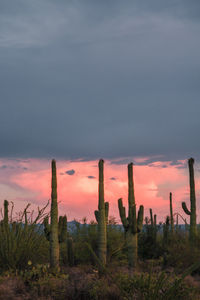 Cactus growing on field against sky during sunset