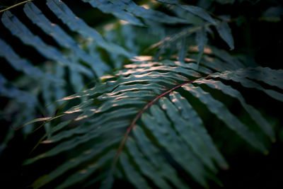 Full frame shot of plants during sunset