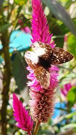 Close-up of honey bee pollinating on pink flower