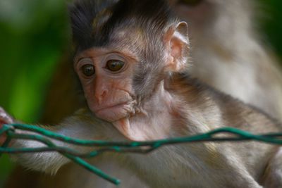 Close-up of monkey