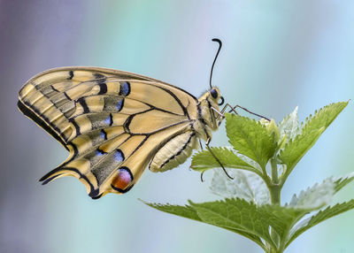 Close-up of butterfly on flower