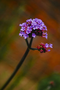 Close-up of purple flowering plant