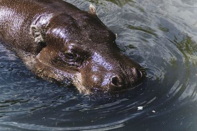 Close-up of animal swimming in water