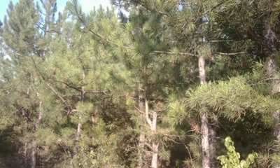 Plants growing in forest