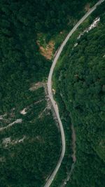 High angle view of road amidst trees in forest