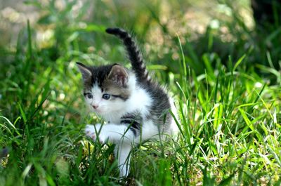 Portrait of cat on grass