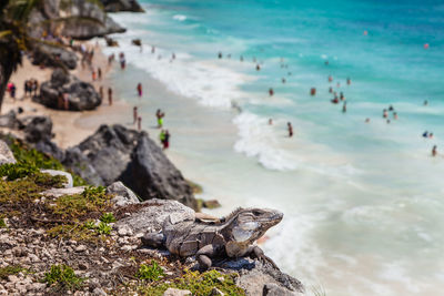 Close-up of crab on rock at beach