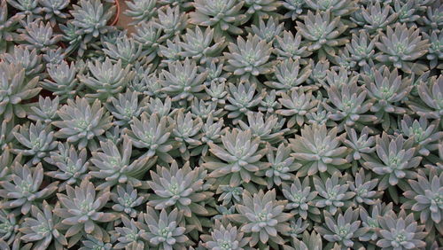 Full frame shot of flowers in market