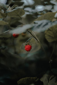 Close-up of red berries growing on plant