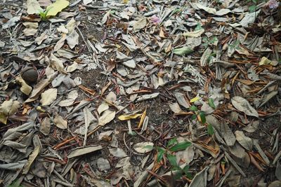 High angle view of dry leaves on field