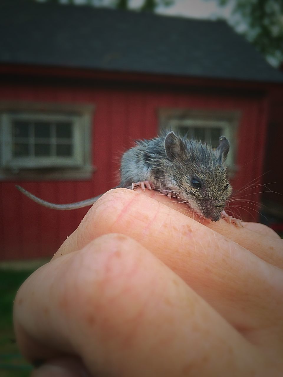 animal themes, one animal, animals in the wild, wildlife, focus on foreground, close-up, selective focus, part of, bird, built structure, pets, domestic animals, day, insect, person, building exterior, architecture, outdoors, house