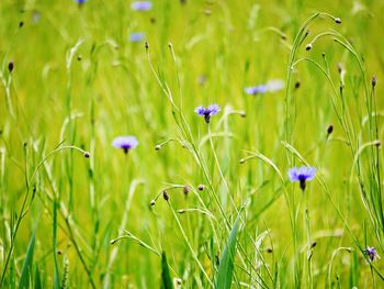 Close-up of purple flowering plants on field