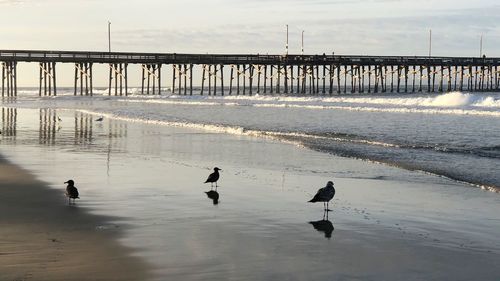 Birds on beach against sky